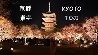 京都KYOTO 東寺夜楓，美到窒息的世界遺跡