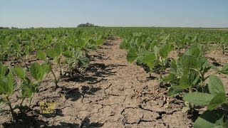 Prairie Soybean Crop Research