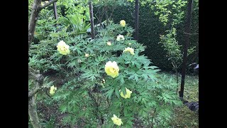 pivoine arbustive High Noon  'Paeonia suffruticosa  Hai Huang' Les guirlandes fleuries.