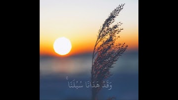 حالات واتس اب قران بصوت القارئ شريف مصطفى| تلاوة خاشعة| وَمَا لَنَا أَلَّا نَتَوَكَّلَ عَلَى اللَّهِ