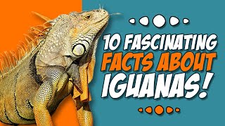 10 Fascinating Facts About Iguanas! | Iguana Facts by Animal Fascination 358 views 5 months ago 4 minutes, 20 seconds