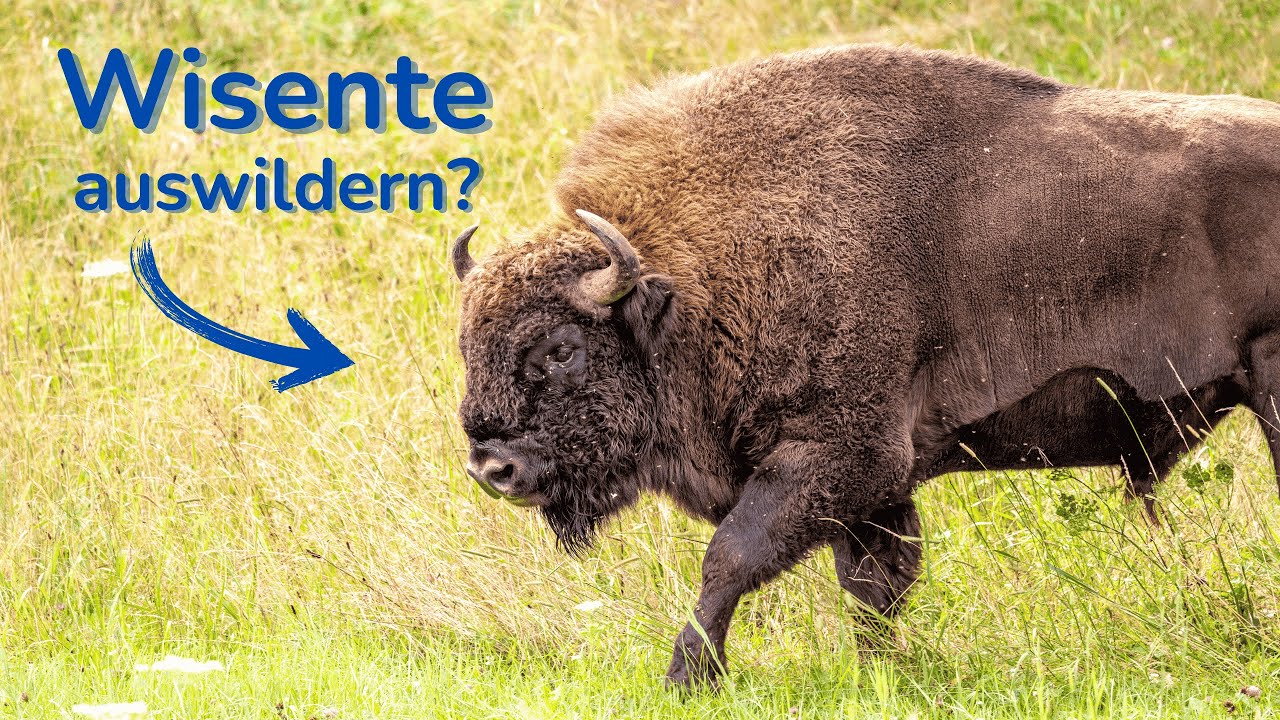 Die Rückkehr der Wisente? - Besuch beim Wisent Projekt Thal 🇨🇭🦬