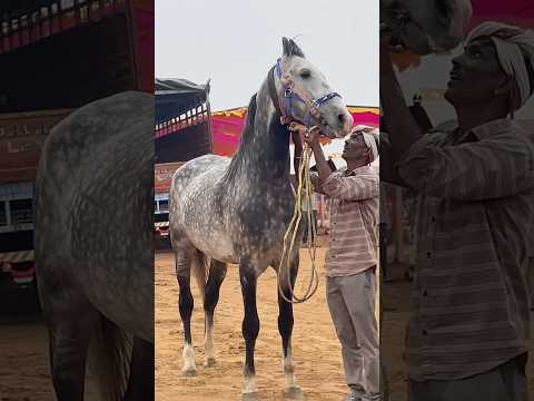 पुष्कर में लाखों में एक — किसान का घोड़ा  #PushkarMela #KisanKaGoda #RajasthanPride #HorseLover #Des