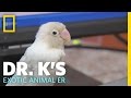 Loveable Lovebird | Dr. K's Exotic Animal ER