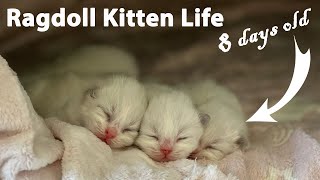 Ragdoll Kittens 8 Days Old