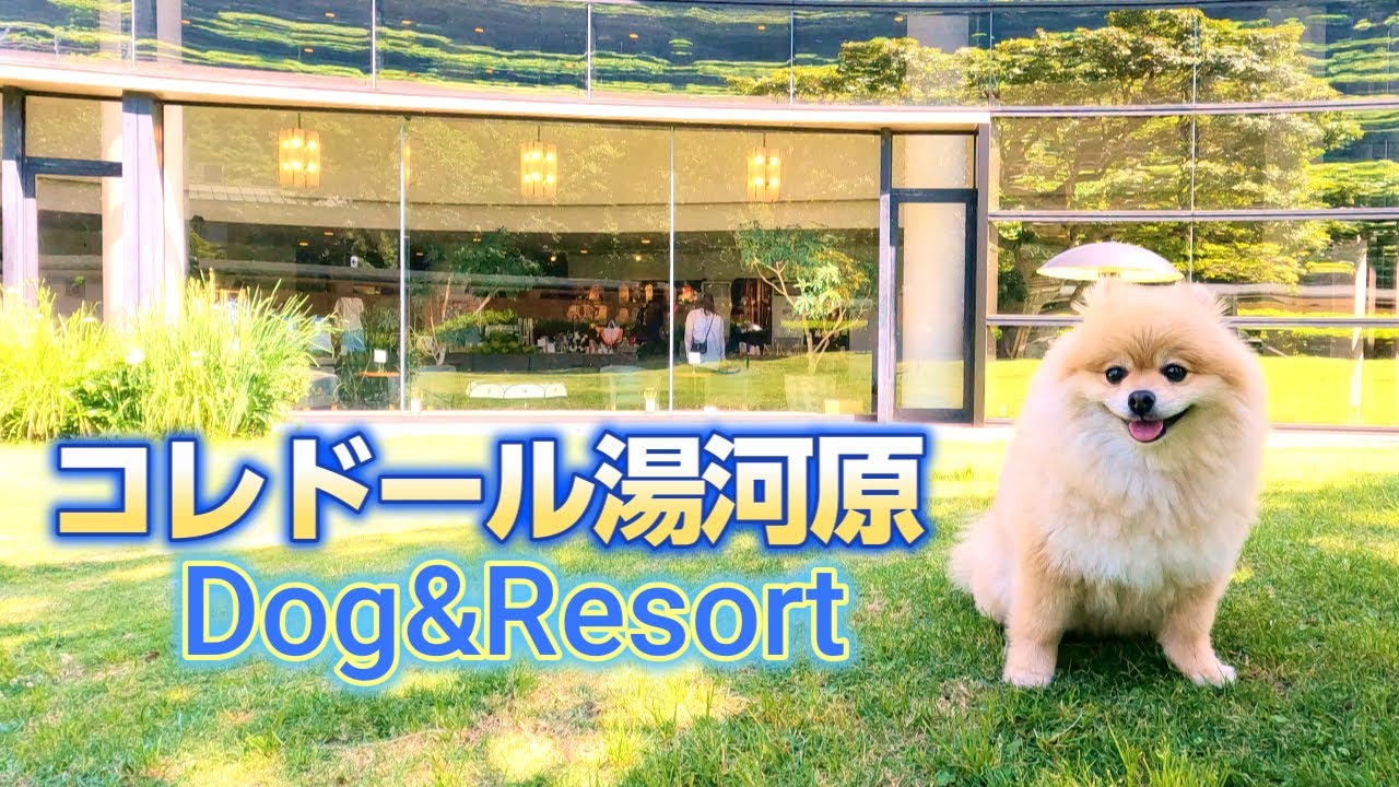 コレドール湯河原Dog&Resortに一泊したポメラニアン！