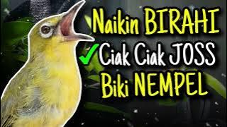 Ciak Joss Kecial Kuning Ampuh NAIKIN BIRAHI Bikin Kecial JOSS NEMPEL‼️