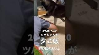 【元保護犬黒柴ツバちゃん】寝たふりはダメだよ🐶（25.7.20）378R #shorts #柴犬 #黒柴 #癒し #リラックス #しばいぬ #おとうさん