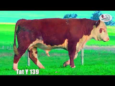 LOTE 14   TAT Y139 TOURO HEREFORD RECULUTA AGROPASTORIL