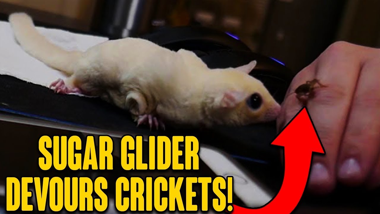 FEEDING SUGAR GLIDER CRICKETS! He ATTACKS them!! Pumpkin carving 12