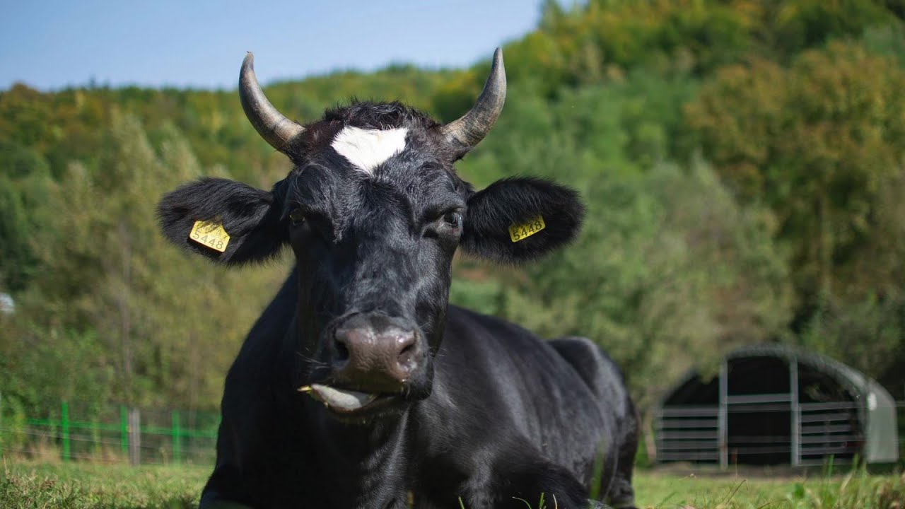 Exclusiv în România: Argeșul oamenilor care salvează (@TVR1)