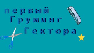 Пакостный щенок  Кто прогрыз джинсы?