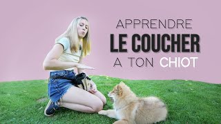 APPRENDRE LE COUCHER À TON CHIOT (tuto facile) by The flash dogs 3,369 views 5 months ago 2 minutes, 27 seconds