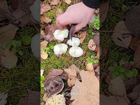 Что такое подзеленка. Где растут подзеленки.