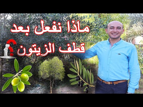 العناية بشجرة الزيتون بعد قطف الثمار, تقليم و تسميد و علاج شجرة الزيتون Olive Tree Care and Trimming