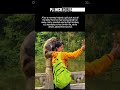 Girl gets free hair cleaning from a monkey and fans say he was a stylist #viral