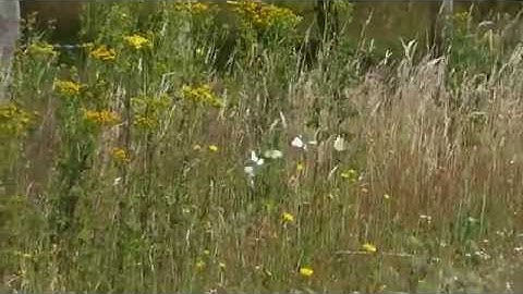 Vroege Vogels - Dansende vlinders