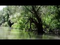 Free HD Footage River. Tropical jungle river. Бесплатный футаж река. Тропические джунгли.