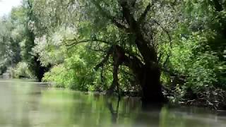 Free HD Footage River. Tropical jungle river. Бесплатный футаж река. Тропические джунгли.