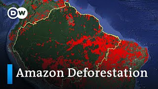 Who is responsible for the Amazon deforestation fires in Brazil? | DW Analysis