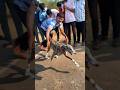Dog race kolhapur || kolhapur dog racing|| dog racing maharastra|| #shortsvideo #youtubeshorts
