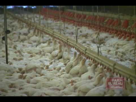 Energy Efficiency in Poultry Production - Part 2 | FunnyCat.TV