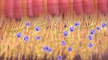 Learn@Visible Body - Anatomy of Smell - Olfactory Structures