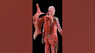 Back Muscles ✨♀️