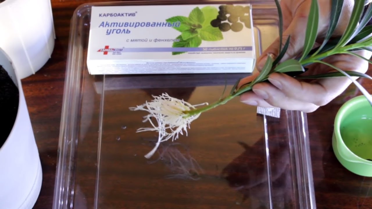 ❤🏡Олеандр размножение, посадка укорененного черенка