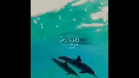 قرآن كريم بصوت القارئ طارق محمد أجمل حالات واتس آب 🌸