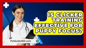 Is Clicker Training Effective For Puppy Focus? - PetGuide360.com