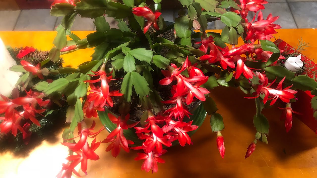 Repotting Christmas Cactus, ZZ Plant and Snake Plant YouTube