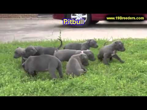 pitbull,-puppies,-for,-sale,-in,-washington-dc,-georgetown,-alexandria,-district-of-columbia