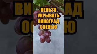 Разрушаем мифы: почему нельзя укрывать виноград по старинке. Срочно смотри перед заморозками!