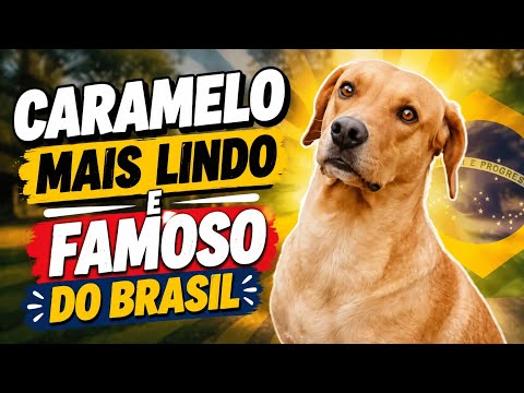 CARAMELO BRUCE SÓ QUER SER O CARAMELO CHARMOSO!