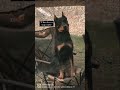 Not for everyone #beauceron #dogshorts #dogsofyoutube