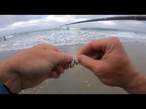 SURF FISHING for CORBINA and SHARK with SAND CRABS in OC, CA 