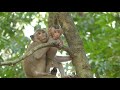 Oh Wow! Look Baby Rex Does He Was Kidnapped From Other Monkey? Please Watch That Is Right Or Wrong?