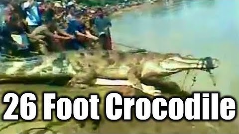 26 Foot Crocodile Caught in Borneo, Tomistoma