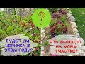 БУДЕТ ли черника в лесу в этом году? | Мой огород и сад, ЧТО выросло к концу мая? |