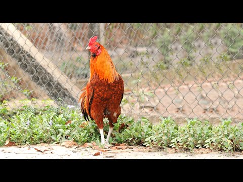 Tiếng Gà Gáy Buổi Sáng Ở Quê Tôi/ The sound of chicken crowing in the morning in my hometown | Foci