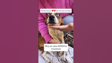 Please don’t scroll without commenting a ❤️or share to Feed our dogs🙏Donation link bio