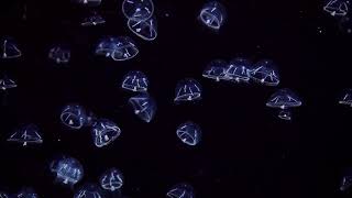 Smart Oceans 2020 - Final