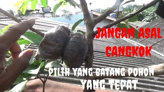 cara pilih batang pohon untuk di cangkok