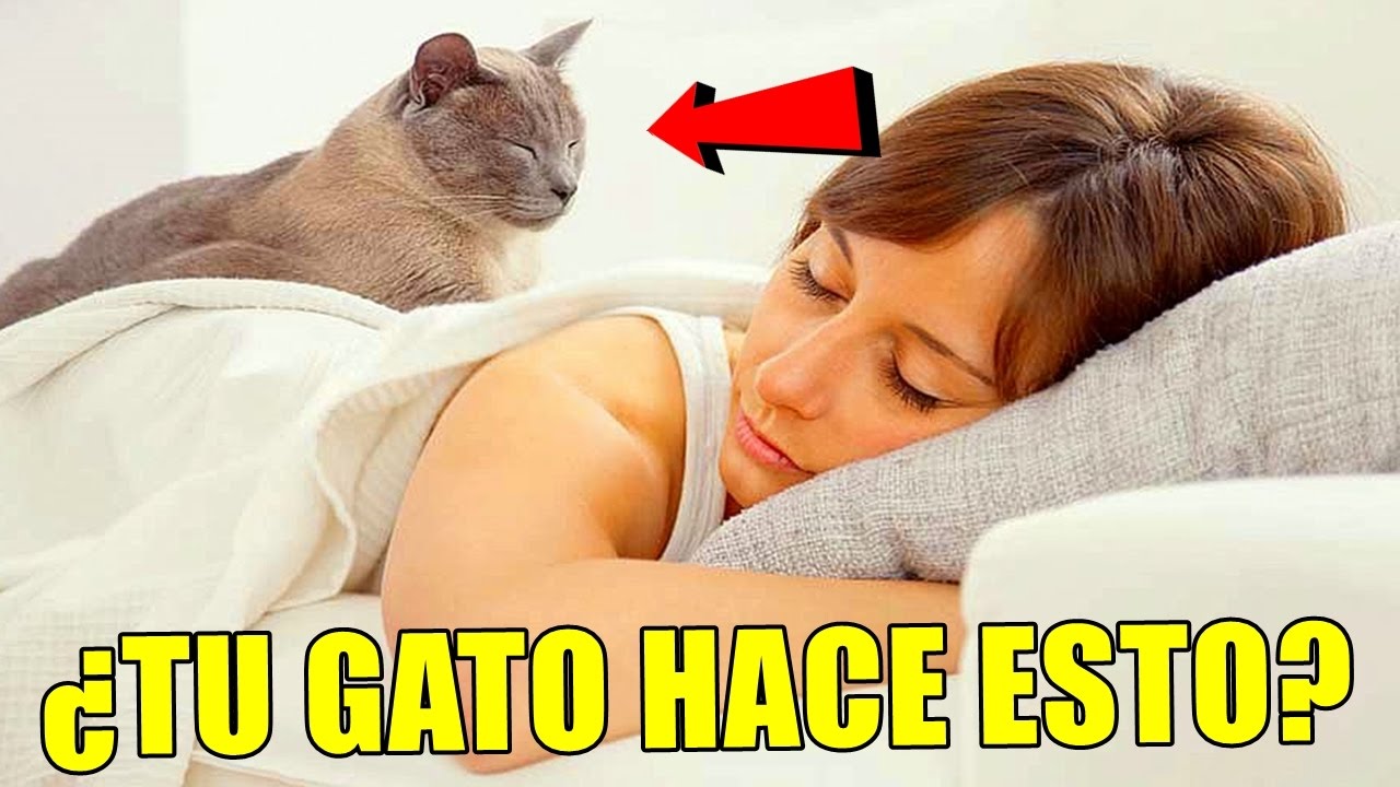 Que significa que tu gato duerma contigo