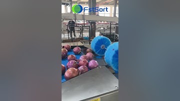 Onion Sorting, Grading, Packing and Processing Machine,Vegetable Processing Equipment