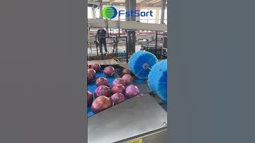 Onion Sorting, Grading, Packing and Processing Machine,Vegetable Processing Equipment