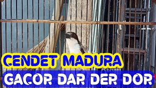 kicau ocehan CENDET MADURA GACOR DOR sangat COCOK buat memancing CENDET males bunyi 🐦
