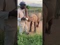 Trunk kisses with Herman & Khanyisa 💖🐘 as the baby elephant drinks her milk