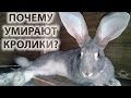 Почему дохнут кролики и что делать?